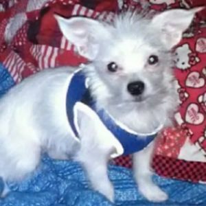 Meet your Posher, Adyn